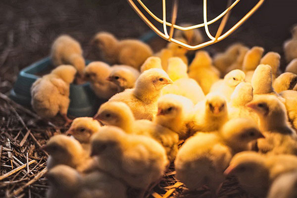 مزایای LED در مرغداری