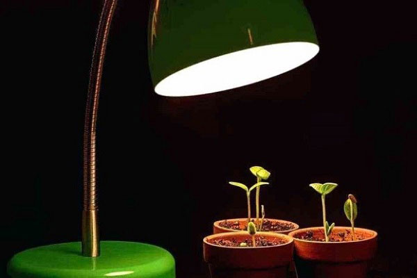 مزایای نور مصنوعی برای گیاهان