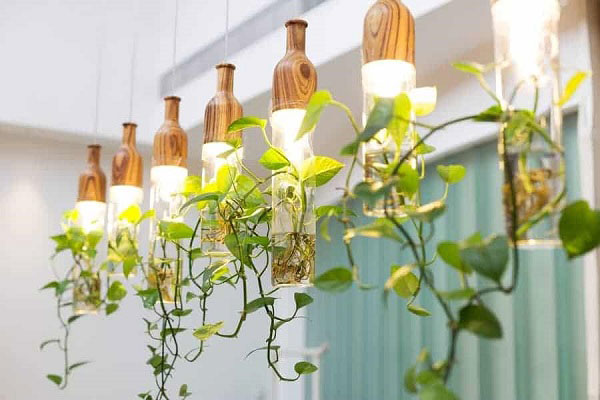 گل و گیاهان آپارتمانی به چه مقدار نور مستقیم نیاز دارند؟