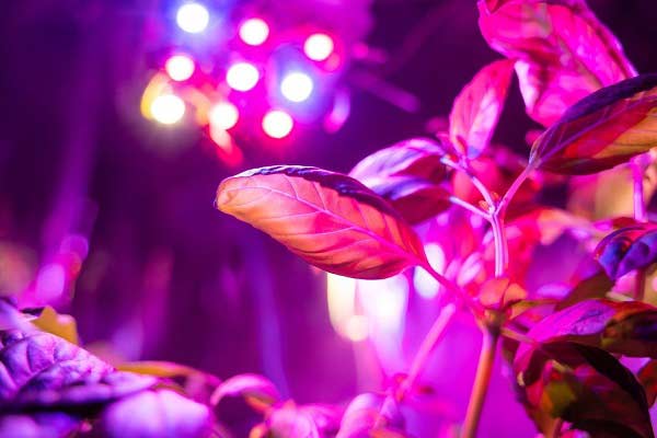 تأثیرات منفی نور ماورا بنفش بر گیاهان