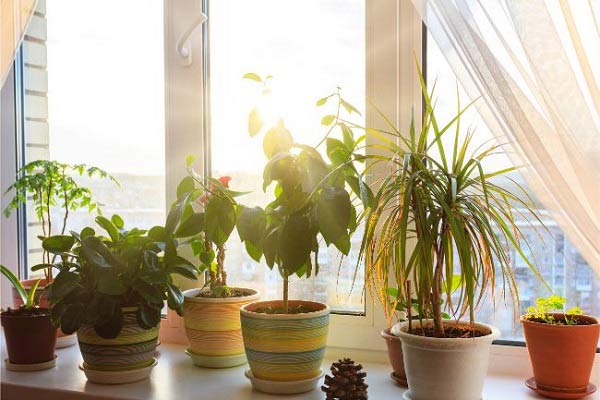 تاثیر نور مستقیم در رشد گیاهان