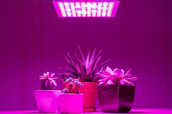 انواع لامپ‌های تأثیرگذار بر رشد گیاه با نور بنفش