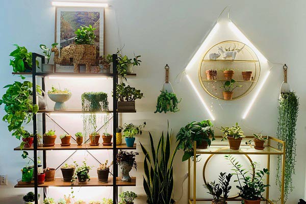 نور مصنوعی مورد نیاز گیاهان