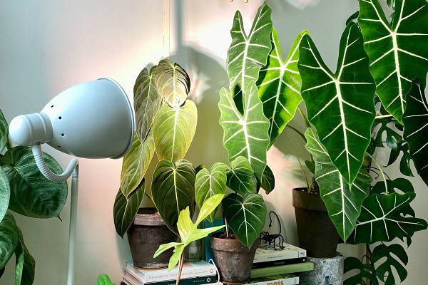 چه نوع گیاهانی با نور مصنوعی بهتر رشد می‌کنند؟
